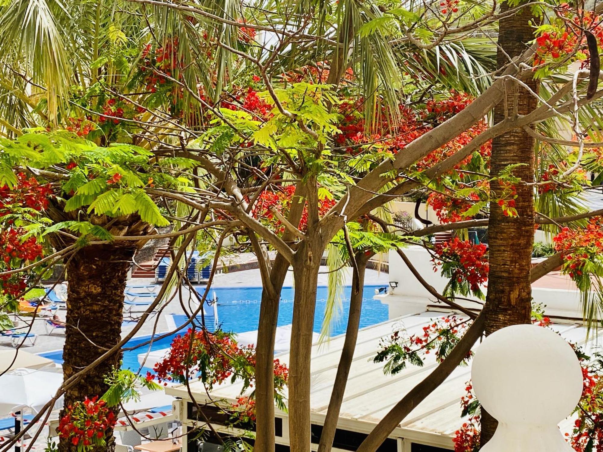 Castle Harbour Melanie'S Apartment By Lovetenerife Los Cristianos (Tenerife) Exterior foto